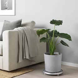 BOYSENBÄR - Pot tanaman, dalam/luar ruang abu-abu muda, 24 cm