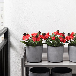 BOYSENBÄR - Pot tanaman, dalam/luar ruang abu-abu muda, 12 cm