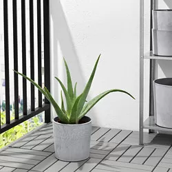 BOYSENBÄR - Pot tanaman, dalam/luar ruang abu-abu muda, 19 cm