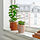 HONUNGSPALM - plant pot, in/outdoor/beige, 9 cm | IKEA Indonesia - PE939752_S1