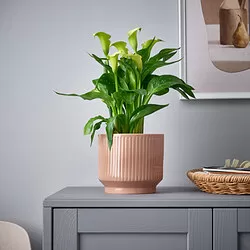 HONUNGSPALM - Pot tanaman, dalam/luar ruang/merah muda, 15 cm