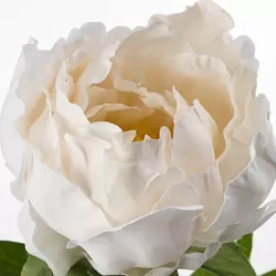 SMYCKA - Artificial flower, Peony/white, 30 cm