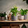 BUSKKAPRIFOL - plant pot, in/outdoor/beige, 12 cm | IKEA Indonesia - PE939604_S1