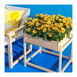 PRIMÄRSKOG - Stand tanaman, 53 cm