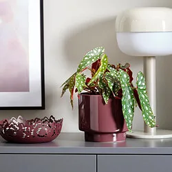 DRAKFRUKT - Pot tanaman, dalam/luar ruang cokelat-merah, 12 cm