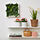FEJKA - artificial plant, wall mounted/in/outdoor green, 26x26 cm | IKEA Indonesia - PE908189_S1