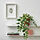 FEJKA - tanaman tiruan dalam pot, dalam/luar ruang/tradescantia zebrina, 12 cm | IKEA Indonesia - PE908191_S1
