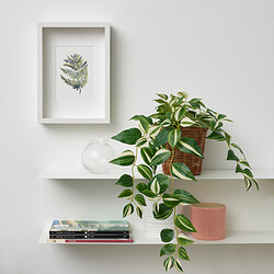 FEJKA - Tanaman tiruan dalam pot, dalam/luar ruang/tradescantia zebrina, 12 cm
