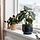 HONUNGSPALM plant pot