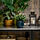 HONUNGSPALM plant pot