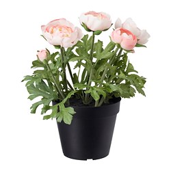 FEJKA - Tanaman tiruan dalam pot, dalam/luar ruang/Ranunculus merah muda, 12 cm