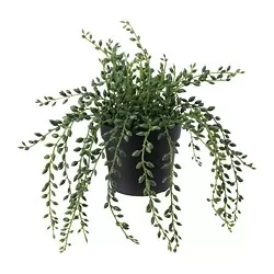 FEJKA - Tanaman tiruan dalam pot, dalam/luar ruang Senecio, 9 cm