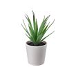 FEJKA - Tanaman tiruan dengan pot, dalam/luar ruang Sukulen, 6 cm