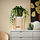 SATSUMAS plant stand