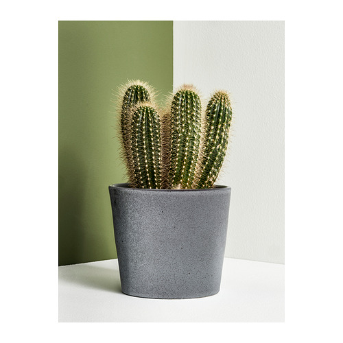 FJÄRILSBUSKE plant pot