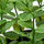 FEJKA - tanaman tiruan dalam pot, dalam/luar ruang Daun mint, 9 cm | IKEA Indonesia - PE976195_S1