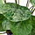 FEJKA - tanaman tiruan dalam pot, dalam/luar ruang Pilea, 9 cm | IKEA Indonesia - PE976182_S1
