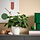 SOJABÖNA plant pot