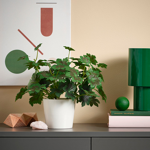SOJABÖNA plant pot