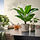 FEJKA - tanaman tiruan dalam pot, dalam/luar ruang Pohon pisang, 12 cm | IKEA Indonesia - PE976200_S1