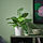 FEJKA - tanaman tiruan dalam pot, dalam/luar ruang calathea, 12 cm | IKEA Indonesia - PE976206_S1