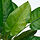 FEJKA - tanaman tiruan dalam pot, dalam/luar ruang calathea, 12 cm | IKEA Indonesia - PE976207_S1