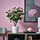 FEJKA - tanaman tiruan dalam pot, dalam/luar ruang Aralia, 12 cm | IKEA Indonesia - PE976210_S1
