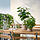 FEJKA - tanaman tiruan dalam pot, dalam/luar ruang Aralia, 12 cm | IKEA Indonesia - PE976211_S1