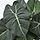 FEJKA - tanaman tiruan dalam pot, dalam/luar ruang Alocasia, 12 cm | IKEA Indonesia - PE976212_S1