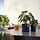 FEJKA - tanaman tiruan dalam pot, dalam/luar ruang Alocasia, 12 cm | IKEA Indonesia - PE976214_S1