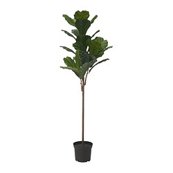 FEJKA - Artificial potted plant, in/outdoor fiddle-leaf fig, 19 cm