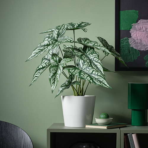 SOJABÖNA plant pot