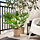 FEJKA - tanaman tiruan dalam pot, dalam/luar ruang Winterbourn, 19 cm | IKEA Indonesia - PE976234_S1