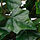 FEJKA - tanaman tiruan dalam pot, dalam/luar ruang digantung/tanaman Ivy, 15 cm | IKEA Indonesia - PE976235_S1