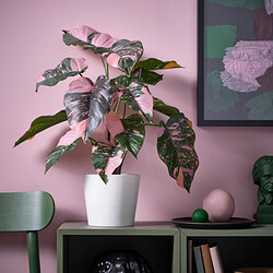 FEJKA - Artificial potted plant, in/outdoor Philodendron/green/pink, 15 cm