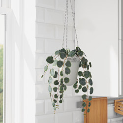 FEJKA - Tanaman tiruan dalam pot, dalam/luar ruang digantung/String of hearts, 9 cm