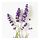 HÄRMHÖK kantong lavender