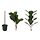 FEJKA - artificial potted plant, in/outdoor fiddle-leaf fig, 19 cm | IKEA Indonesia - PE914341_S1