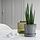 CITRUSFRUKT - plant pot with saucer, in/outdoor grey, 12 cm | IKEA Indonesia - PE840286_S1
