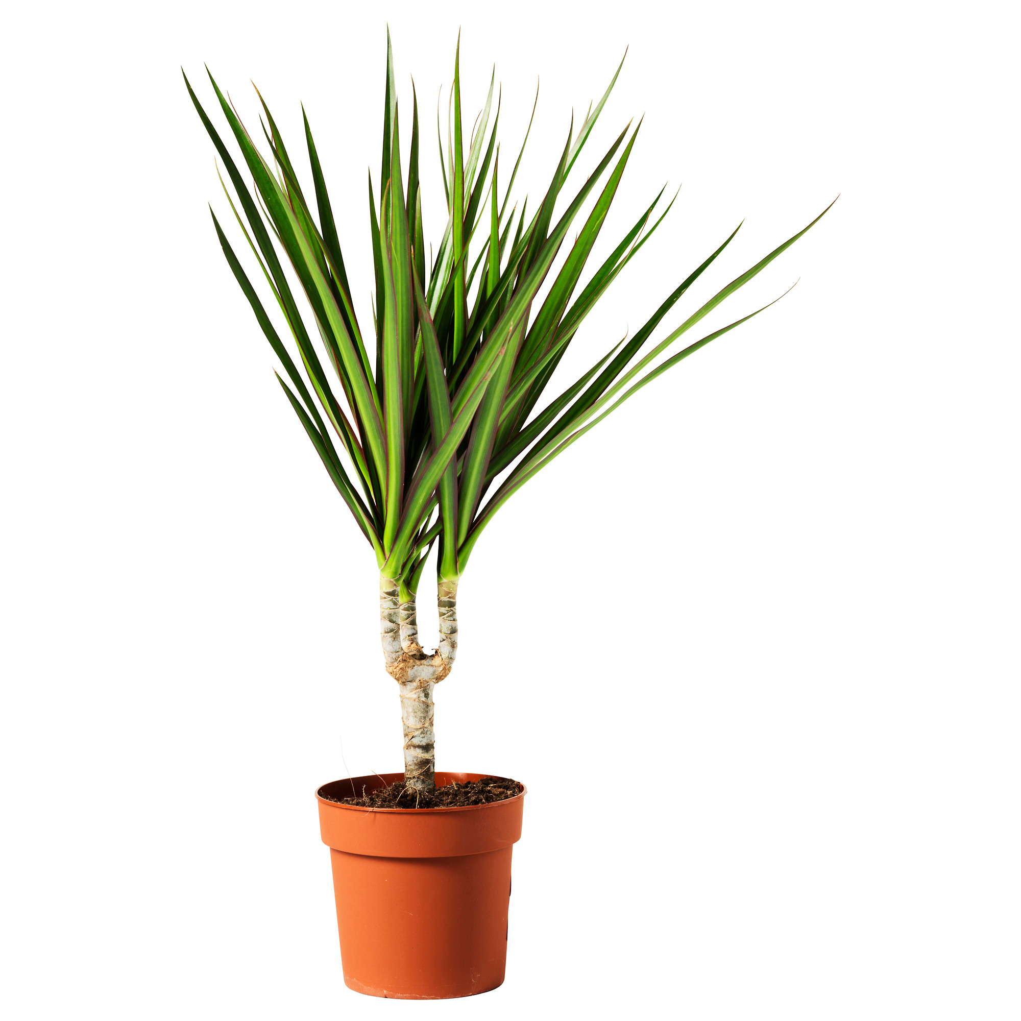 Dracaena Marginata Potted Plant Dragon Tree Ikea Indonesia