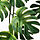 FEJKA - tanaman tiruan dalam pot, dalam/luar ruang digantung/Monstera, 9 cm | IKEA Indonesia - PE986315_S1