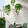 FEJKA - tanaman tiruan dalam pot, dalam/luar ruang digantung/Monstera, 9 cm | IKEA Indonesia - PE986316_S1