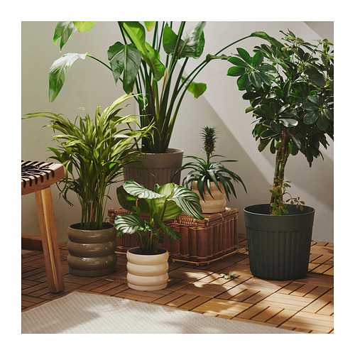 FRÄKENVÄXT plant pot