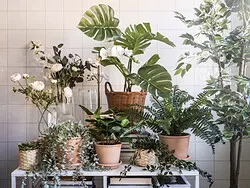 FEJKA - Tanaman tiruan dalam pot, dalam/luar ruang Monstera, 19 cm