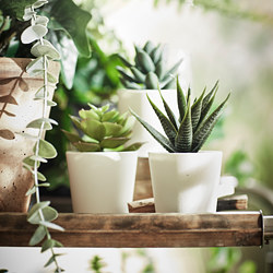 FEJKA - Tanaman tiruan dengan pot, dalam/luar ruang Sukulen, 6 cm 3 –p