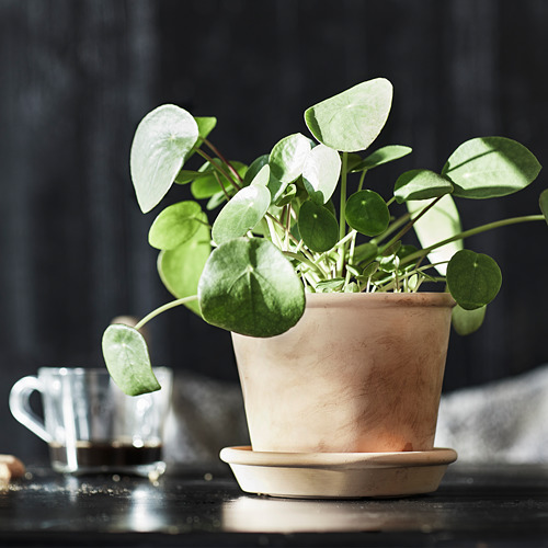 MUSKOTBLOMMA pot tanaman dengan alas
