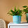 SAMMETSSYREN plant pot