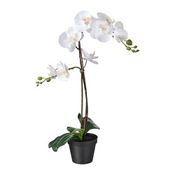 FEJKA - Tanaman tiruan dalam pot, anggrek putih, 12 cm