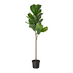 FEJKA - Tanaman tiruan dalam pot, dalam/luar ruang gambar daun fiddle, 19 cm