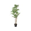 FEJKA - Tanaman tiruan dalam pot, dalam/luar ruang FICUS BENJAMINA EXOTICA, 21 cm
